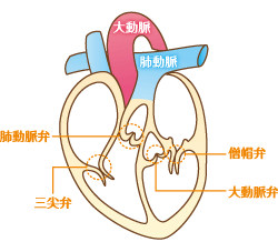心臓弁膜症イメージ